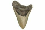 Huge, 5.72" Fossil Megalodon Tooth - North Carolina - #200794-1